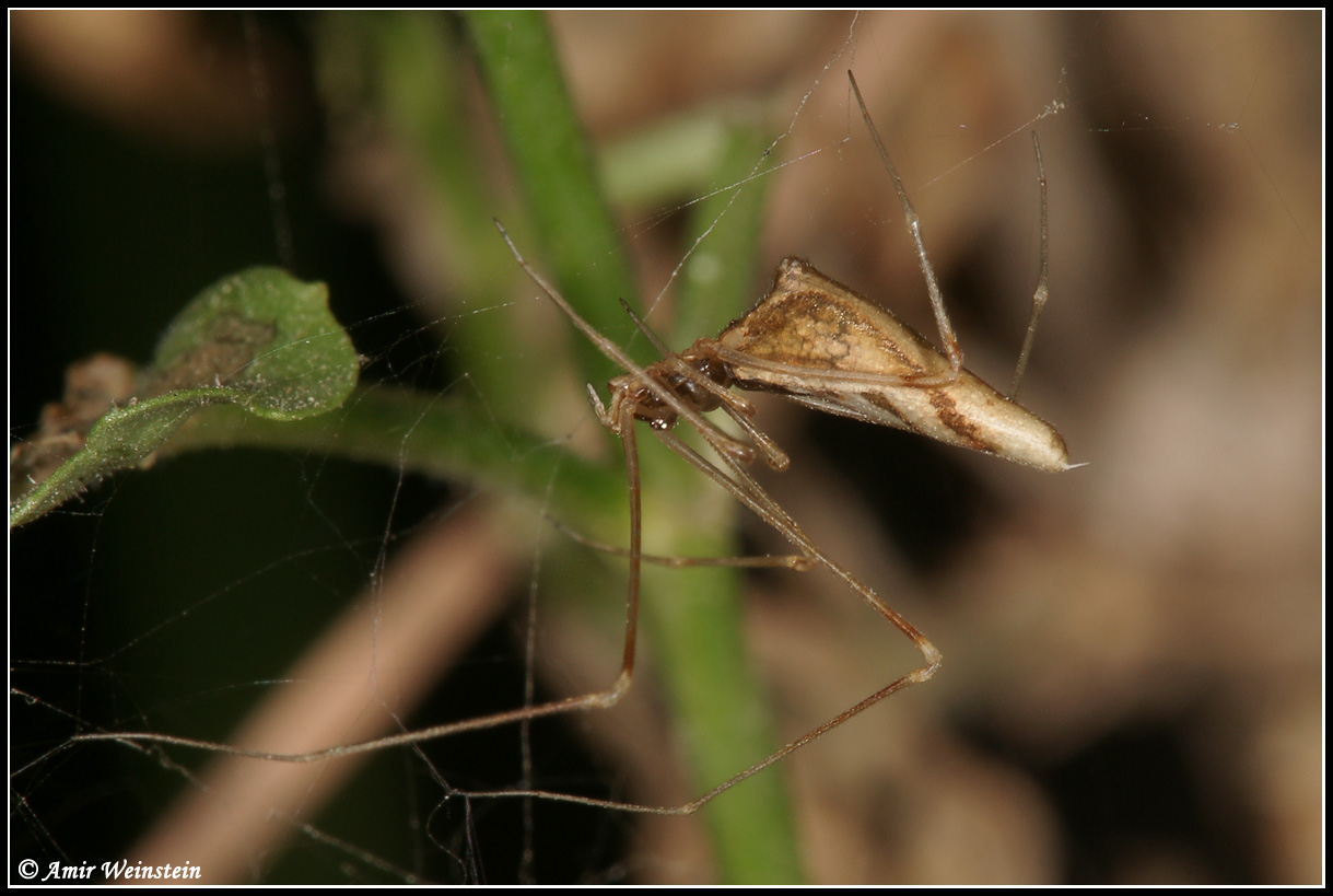 Rhomphaea sp.